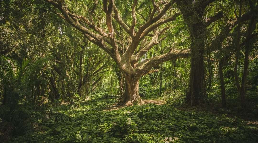 The Power of Gratitude: Transforming Your Perspective and Your Life